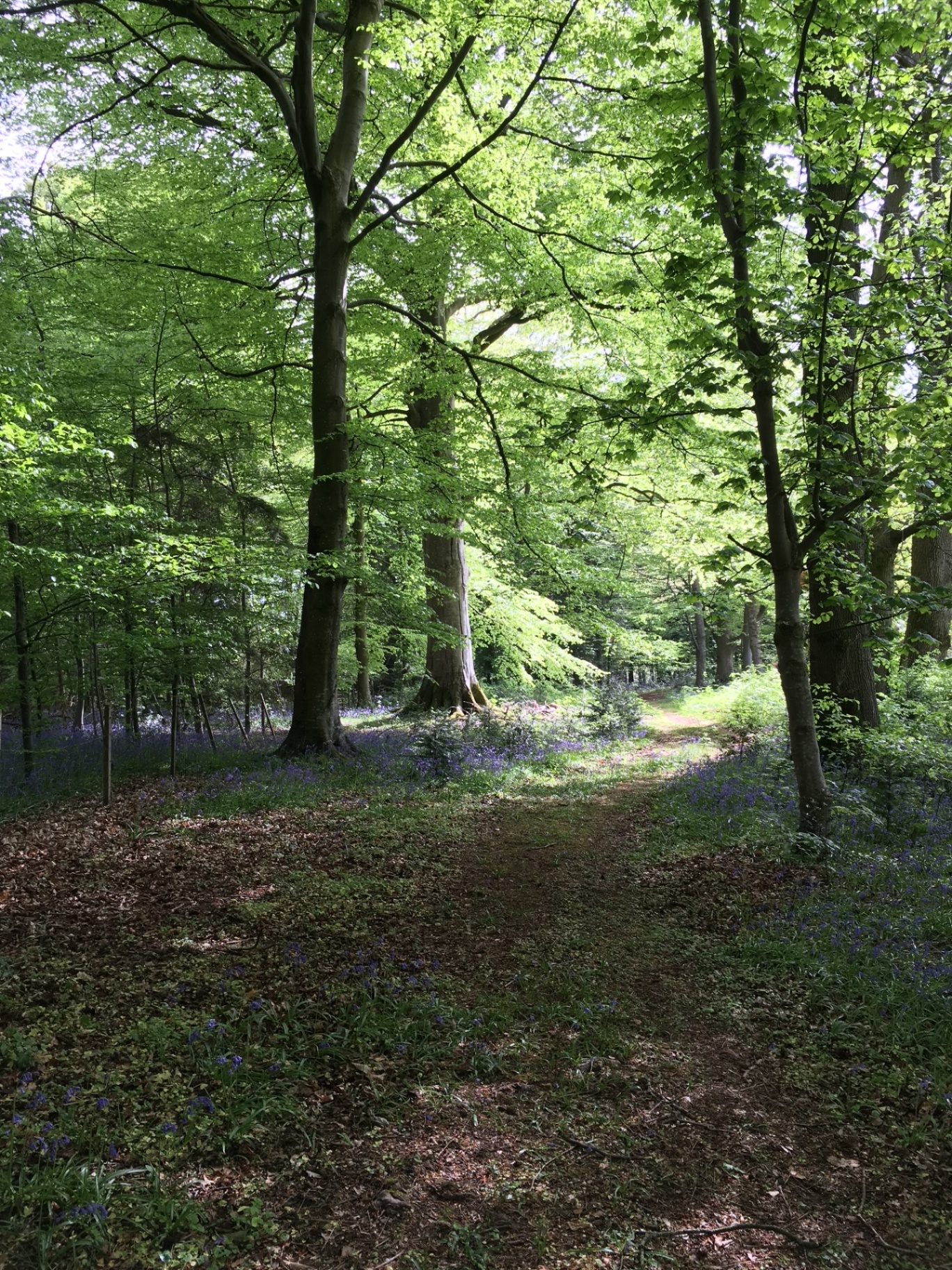 Sunlit path winding through a spring bluebell wood beneath fresh beech leaves on the Ty Mawr Estate