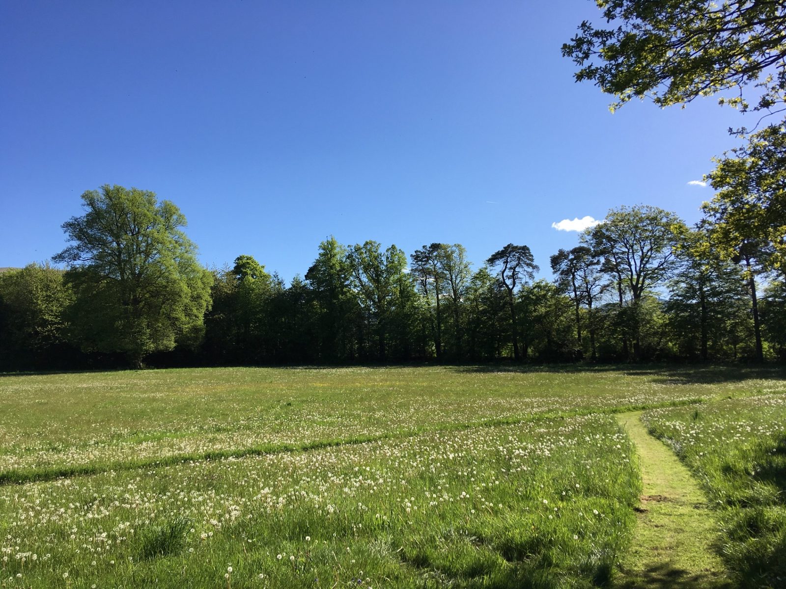 Springtime view across the twelve-acre parkland with wildflower meadow and mature trees
