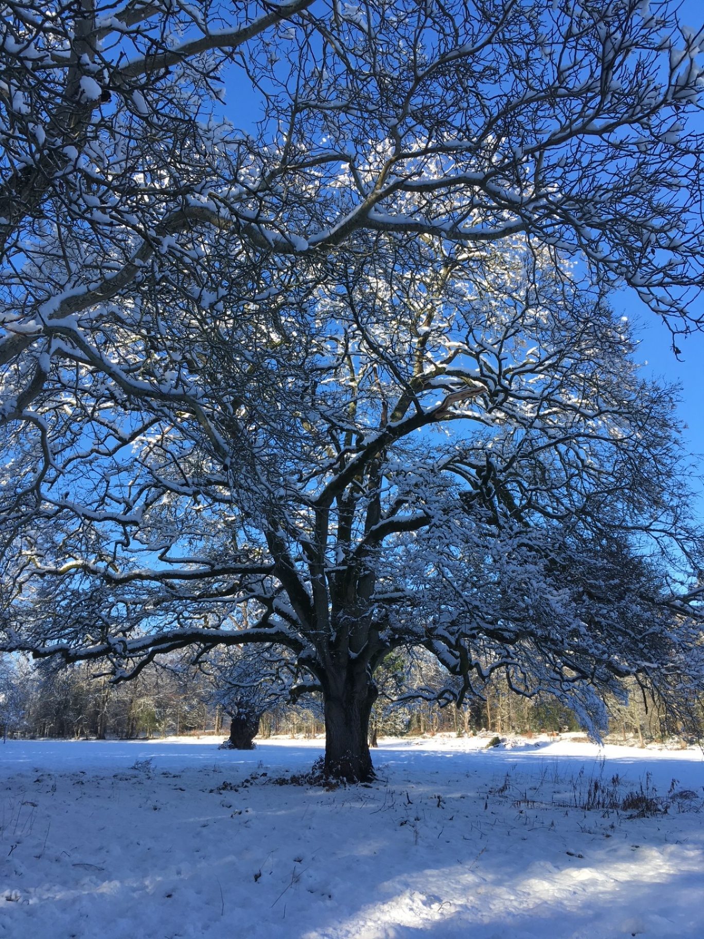 A great oak tree with snow-laden branches standing in the Ty Mawr parkland under a brilliant blue winter sky