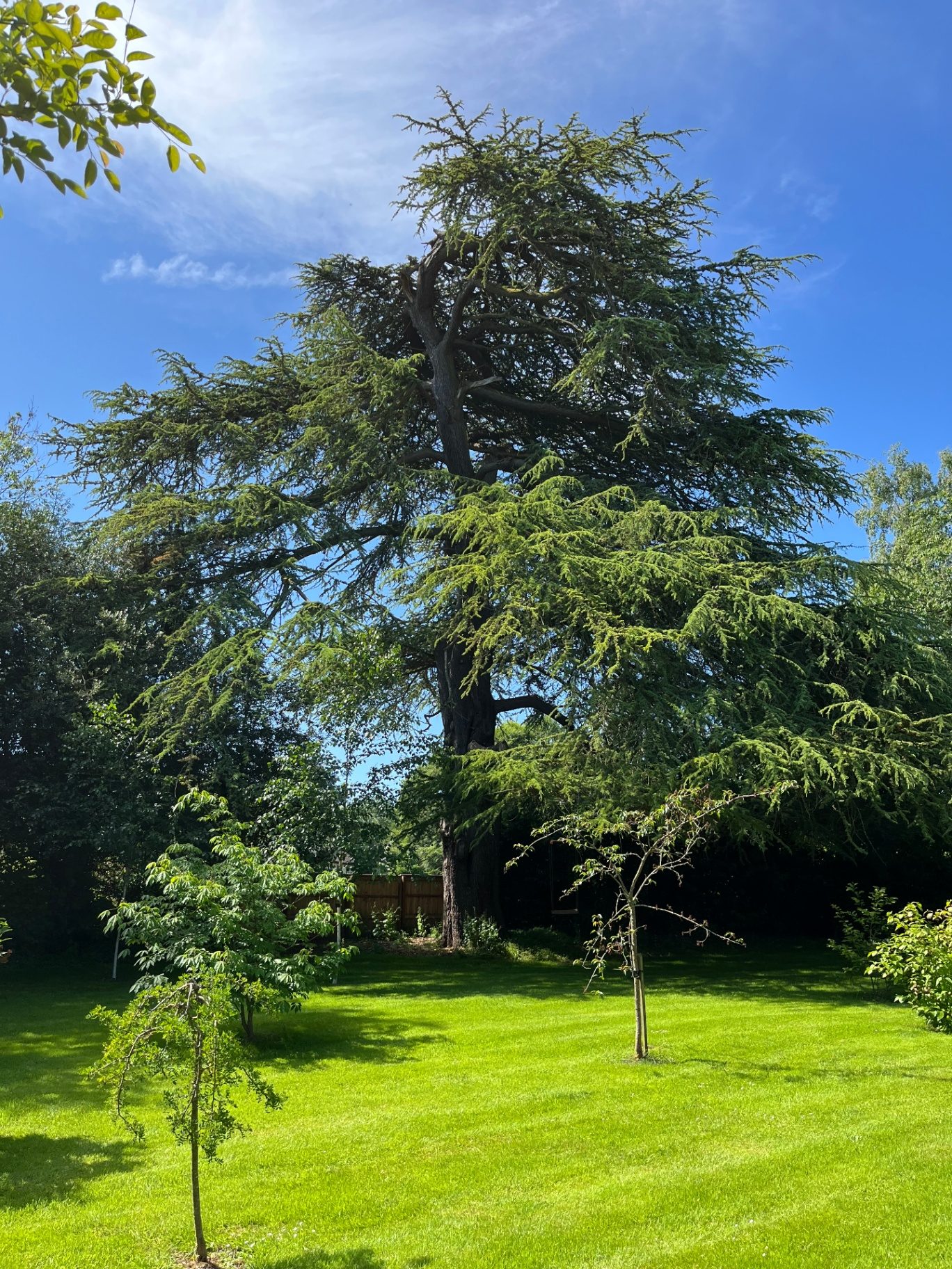 The estate's mature Deodar Cedar towering over sunlit lawns and newly planted trees