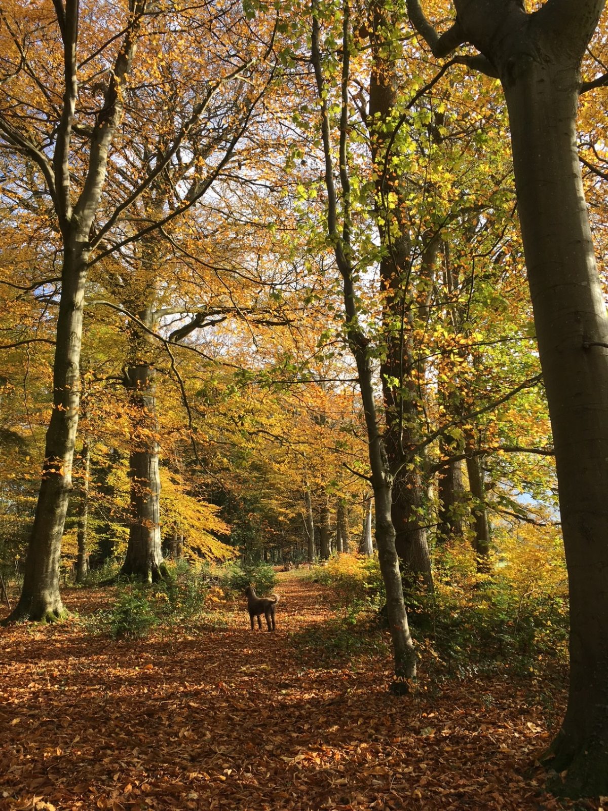 A dog on a leaf-strewn path through a golden beech wood on the Ty Mawr Estate in autumn