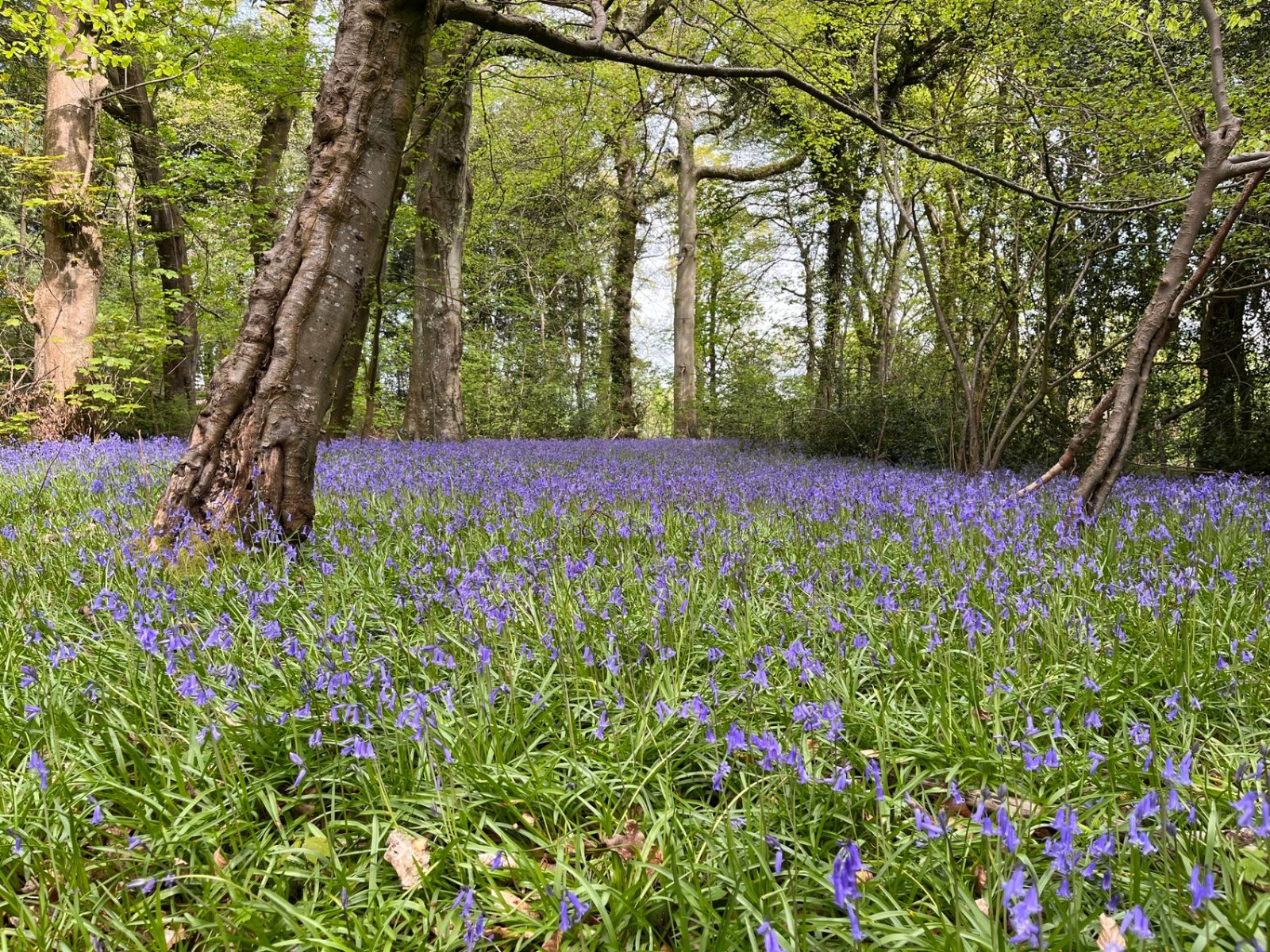 Carpet of bluebells beneath mature beech trees in the estate woodland in spring