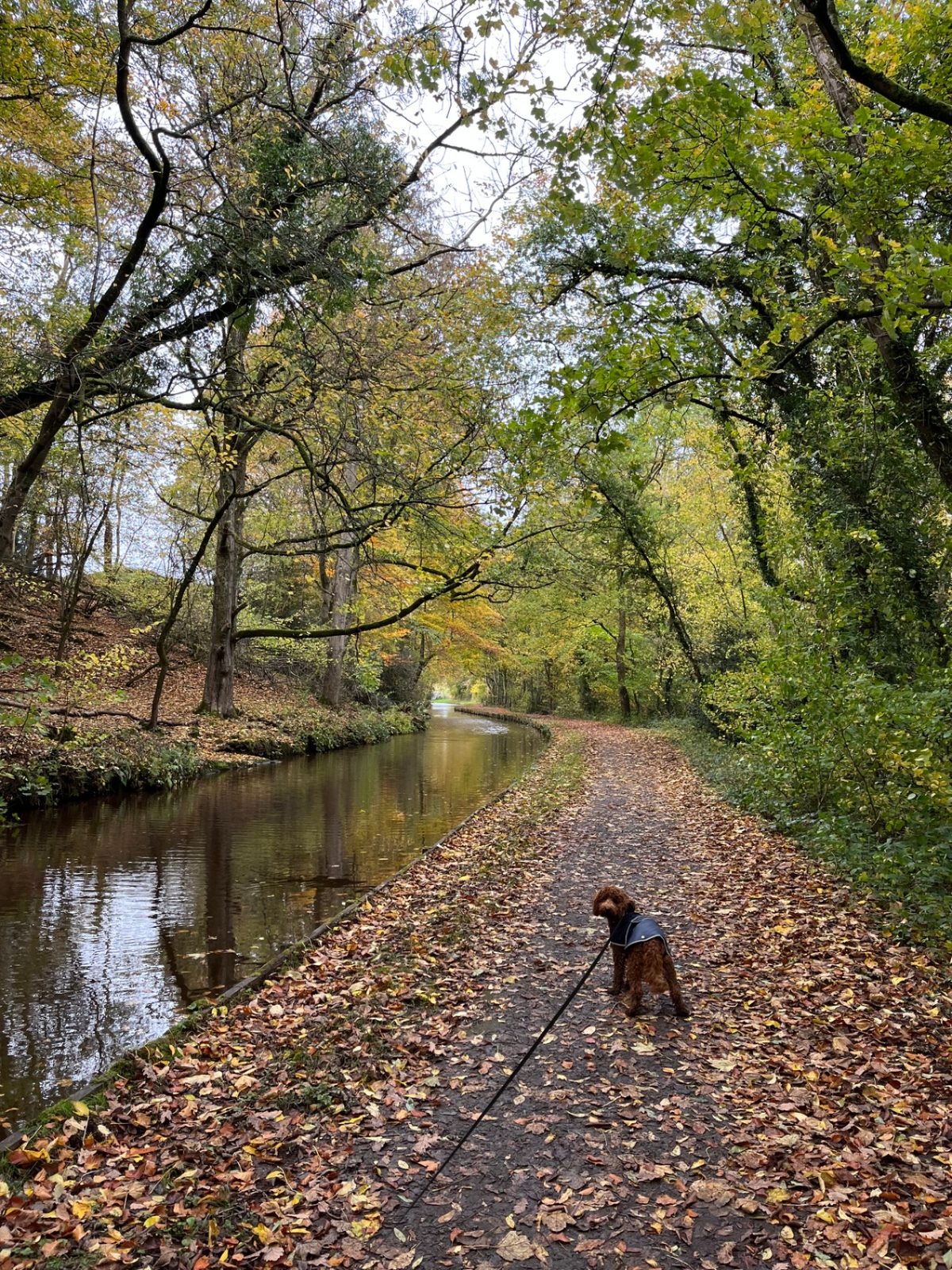 A cockapoo pausing on the leaf-covered towpath of the Monmouthshire and Brecon Canal beneath autumn trees