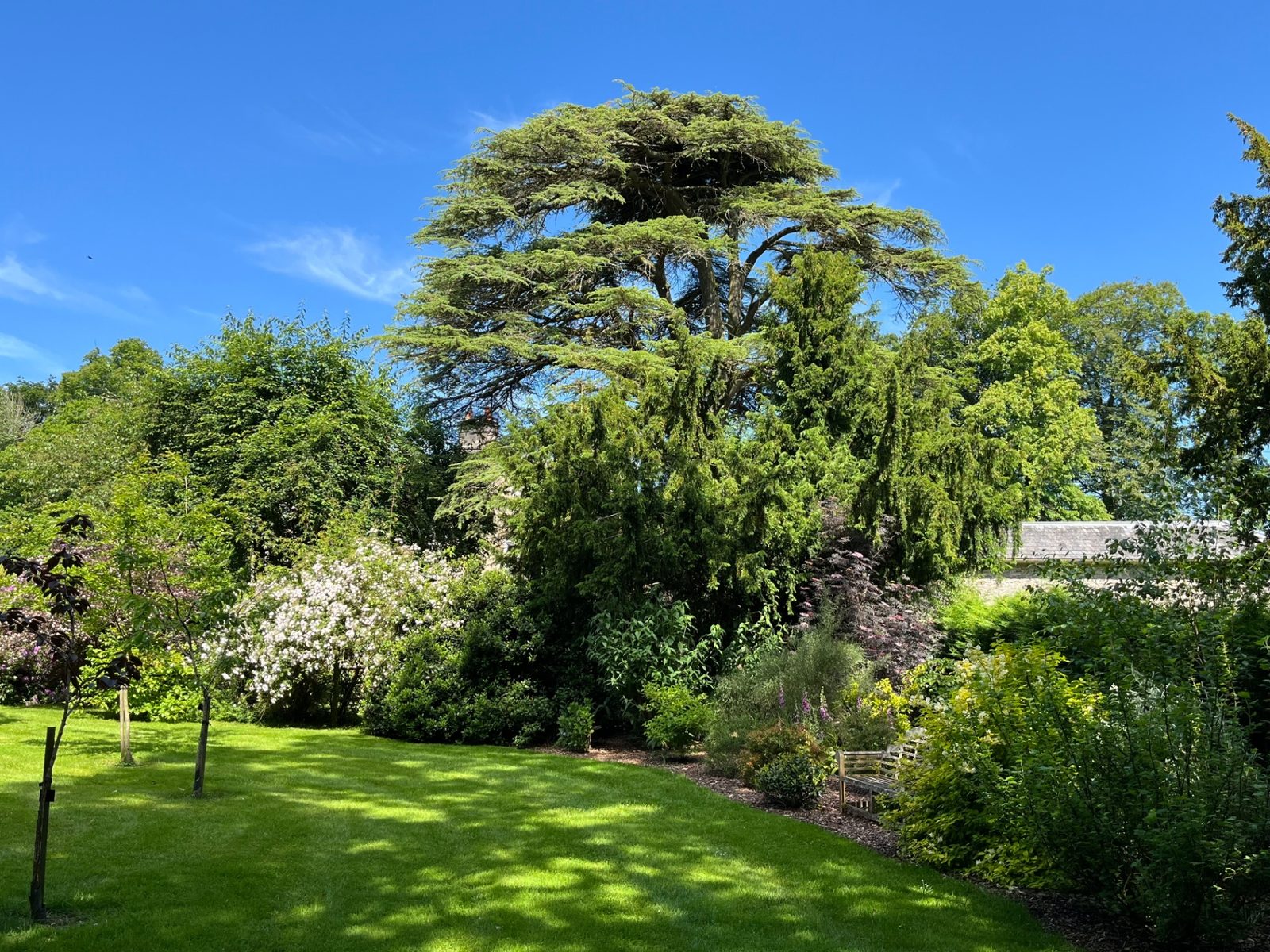 The estate's mature Cedar of Lebanon towering over sunlit lawns and flowering shrub borders on a bright summer's day