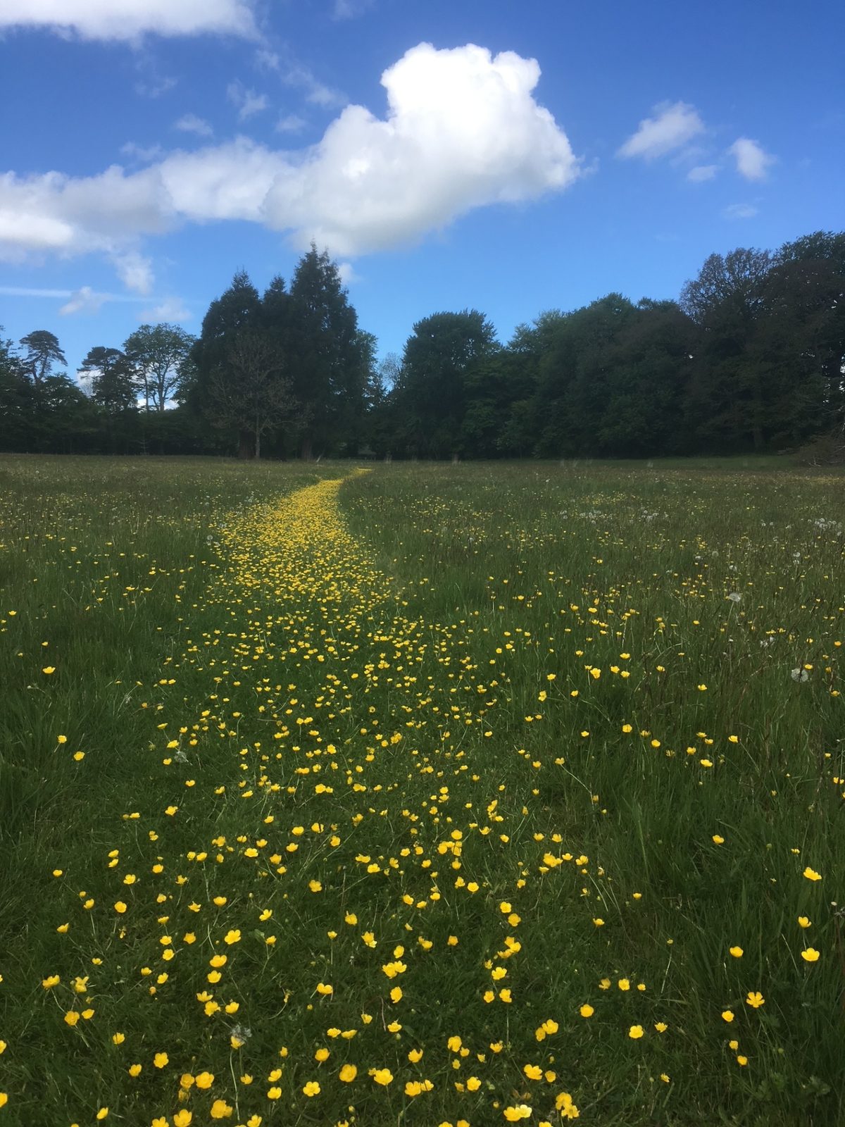 A mown path winding through a meadow of golden buttercups towards the tree line under a bright summer sky