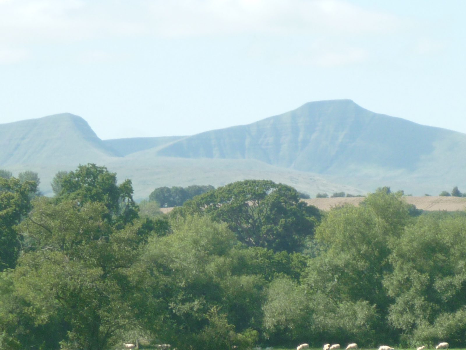 View across the treeline to Pen y Fan and Corn Du in the Brecon Beacons on a bright summer's day