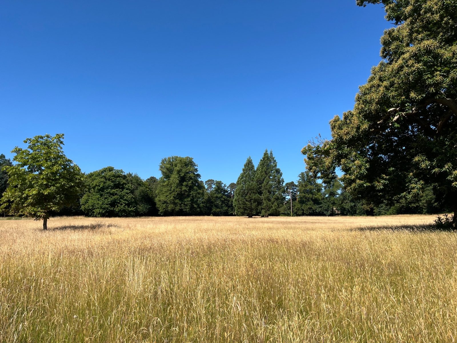 Wild meadow grasses turning gold in the parkland with mature specimen trees on the horizon