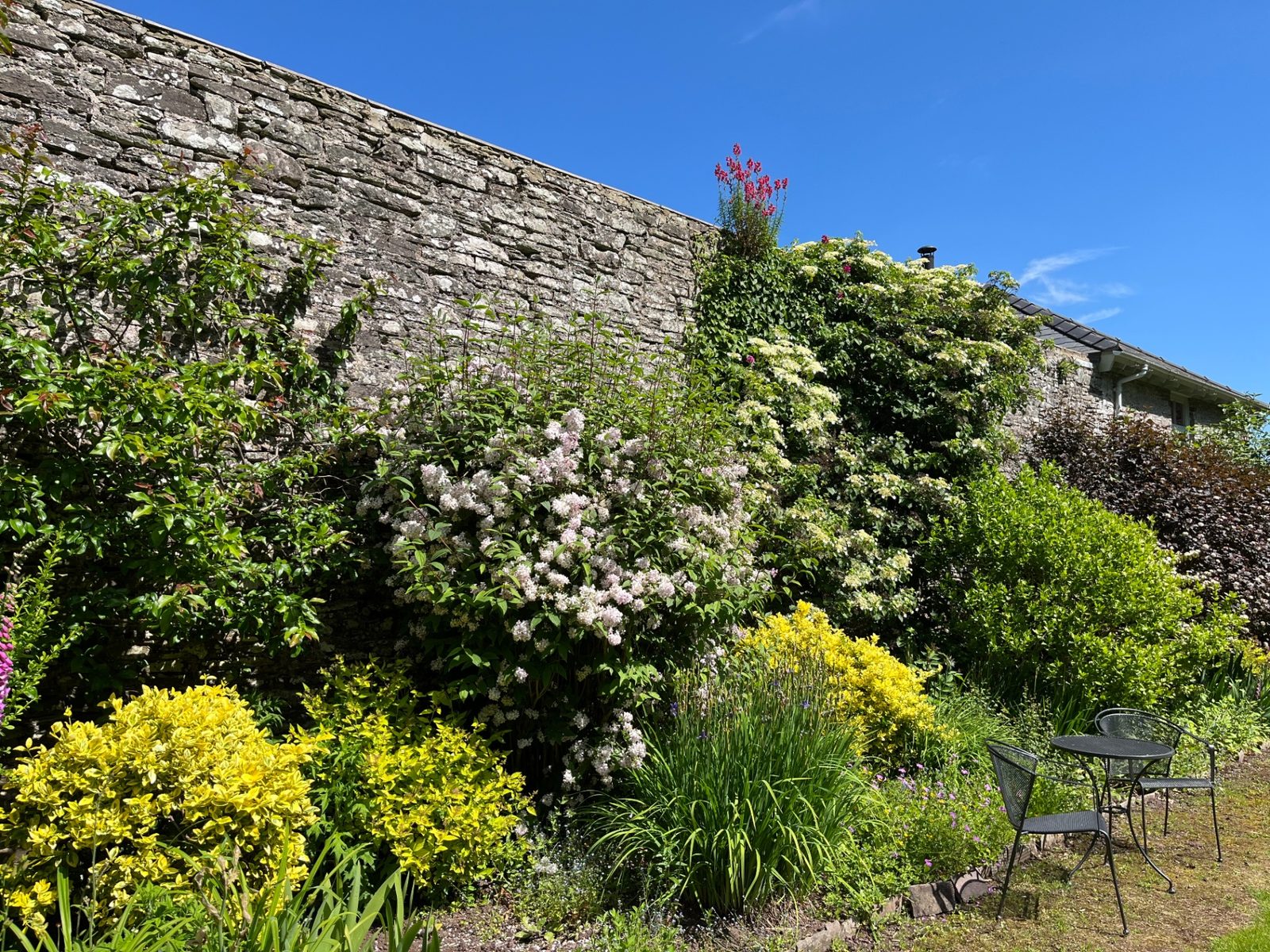 The Dairy's flowering border set against the ancient stone wall with deutzia, euonymus and climbing roses