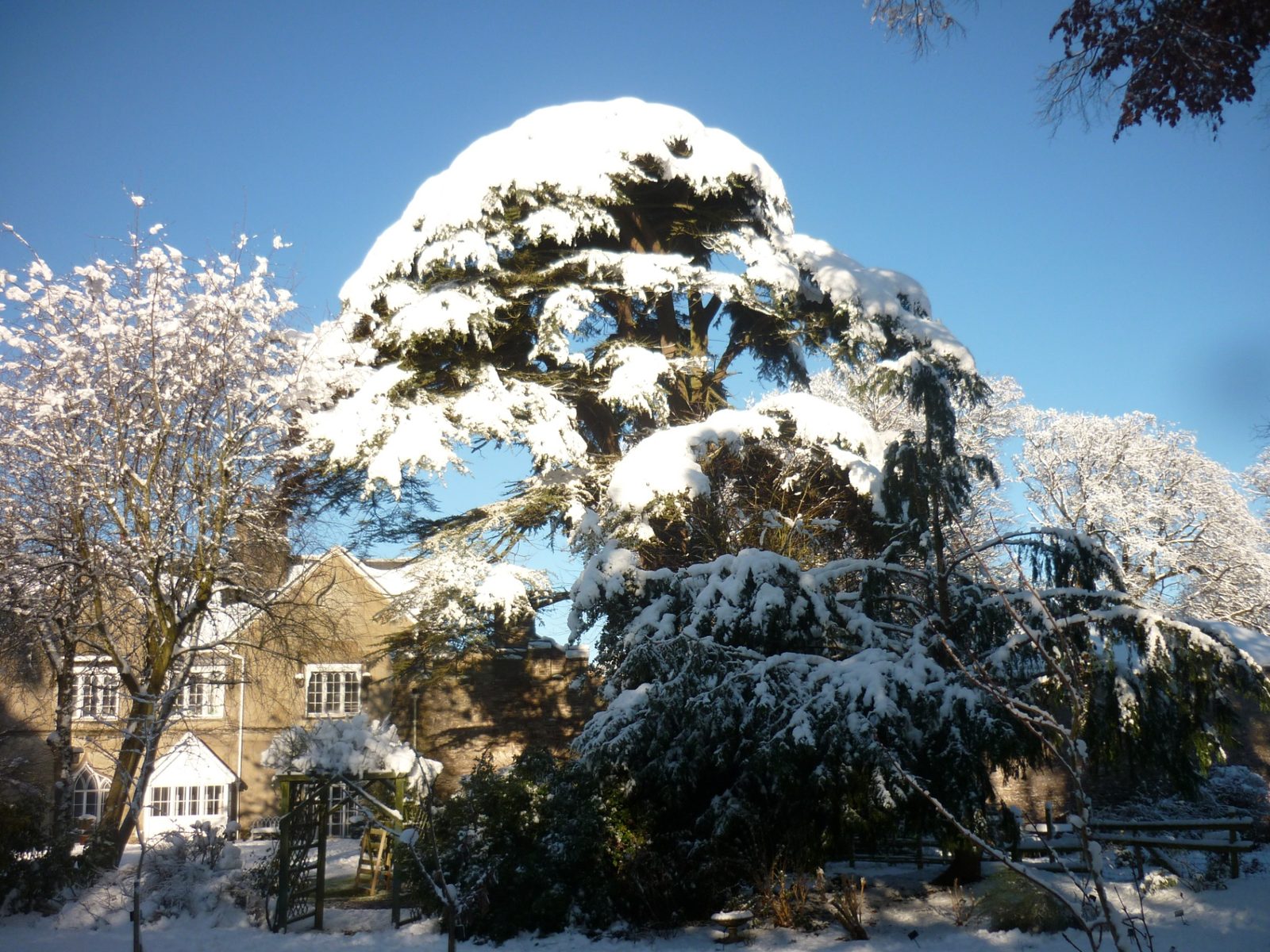 A great Cedar of Lebanon laden with snow towering over the Ty Mawr gardens with the Georgian house beyond