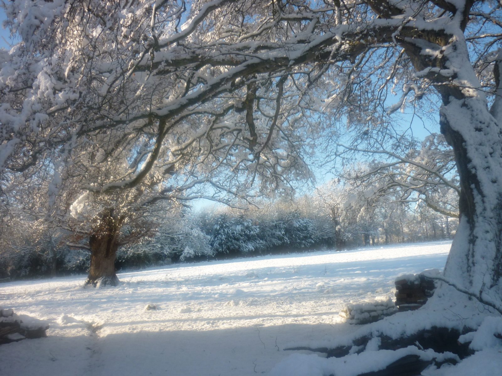 A canopy of snow-covered oak branches over the Ty Mawr parkland glittering under a bright winter sun