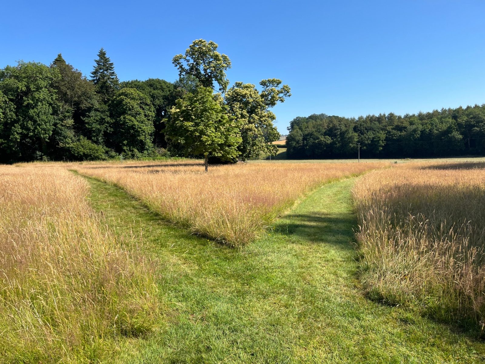 A mown path winding through summer meadow grasses in the twelve-acre park