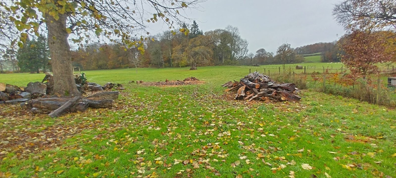 Freshly cut log piles beside a lime tree on the Ty Mawr parkland with autumn leaves scattered across the grass in early winter