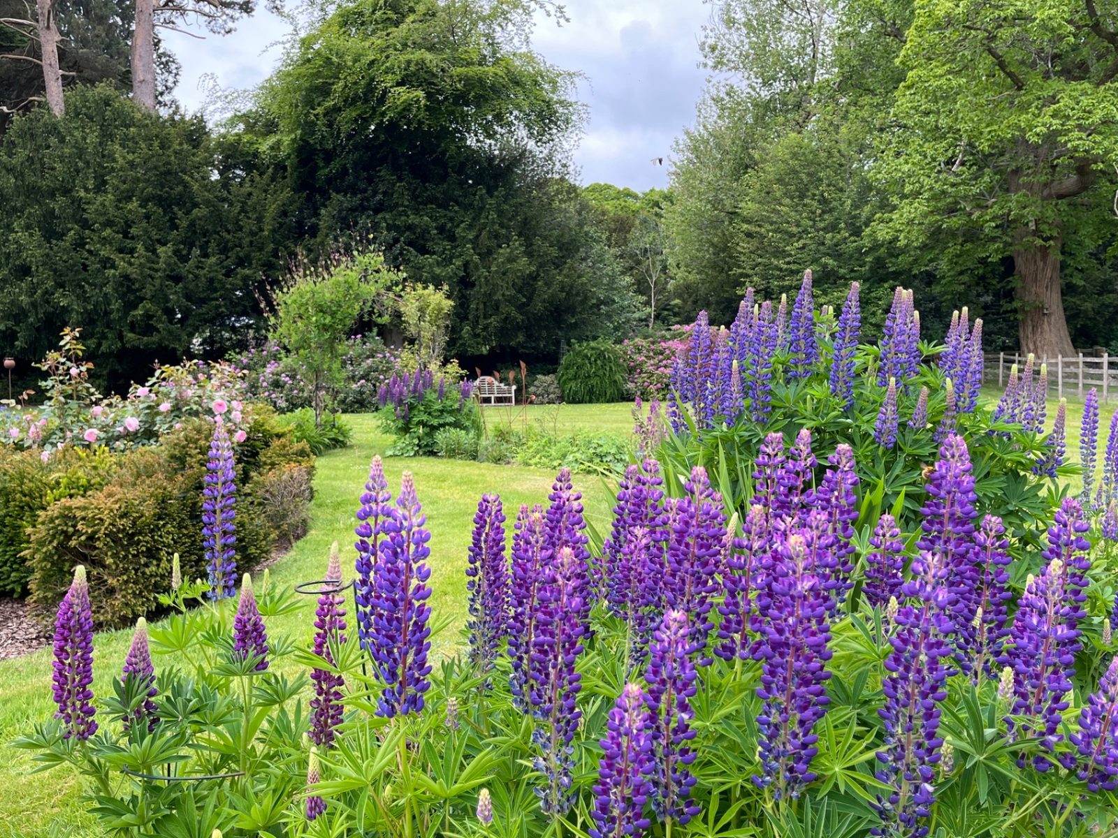 Purple lupins in full bloom in the Ty Mawr gardens with roses and mature specimen trees behind