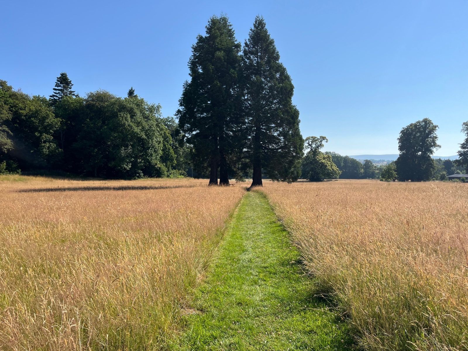 The twin redwoods rising above a golden summer meadow at the heart of the estate parkland