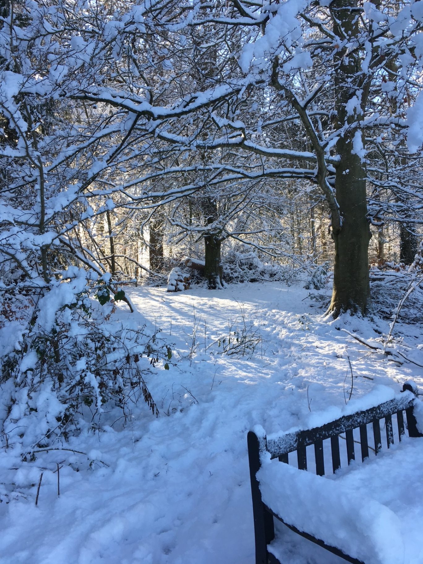 A wooden bench heaped with snow beside a woodland path through snow-laden trees on the Ty Mawr Estate