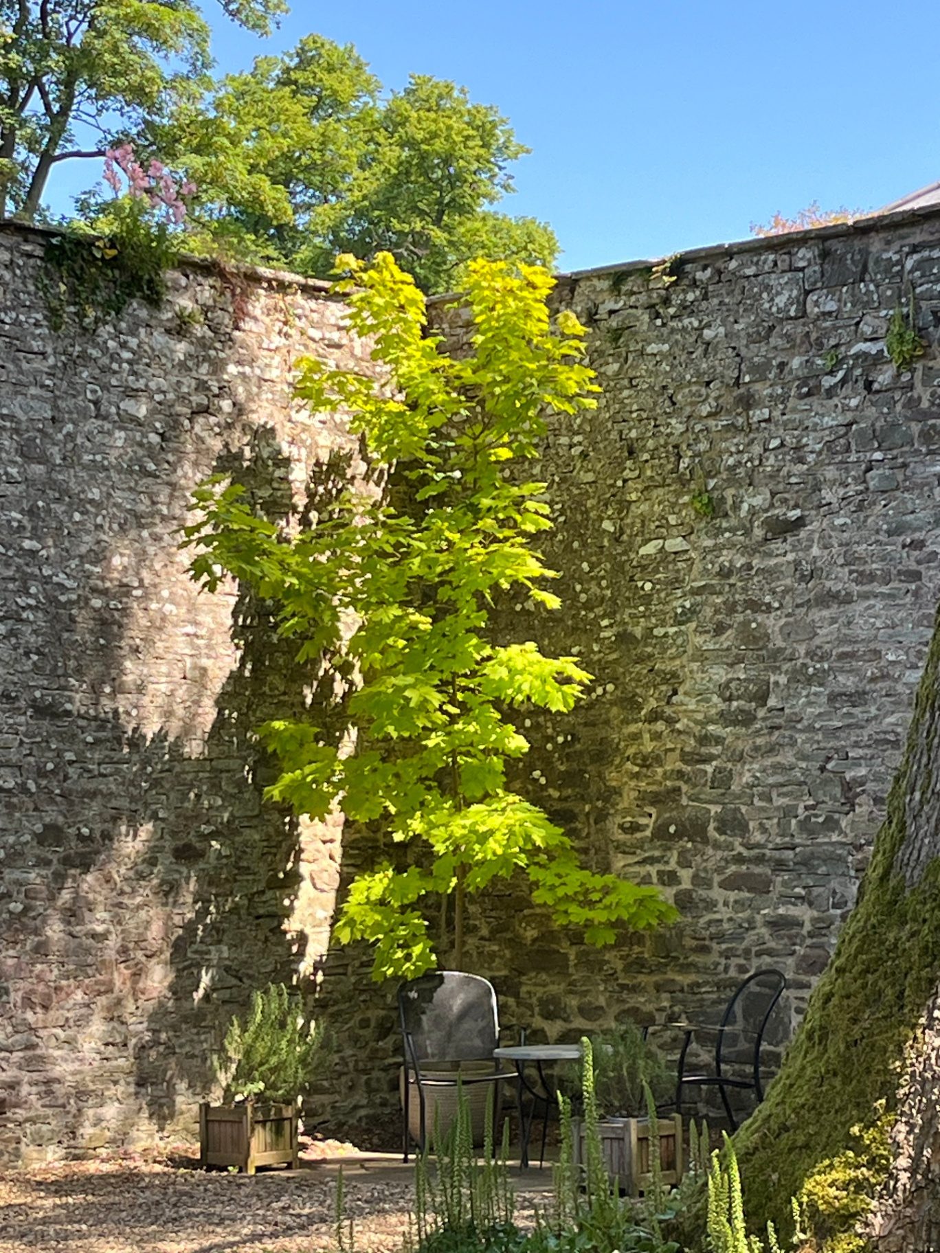A young acer catching summer sunlight against the tall stone walls of The Laundry courtyard