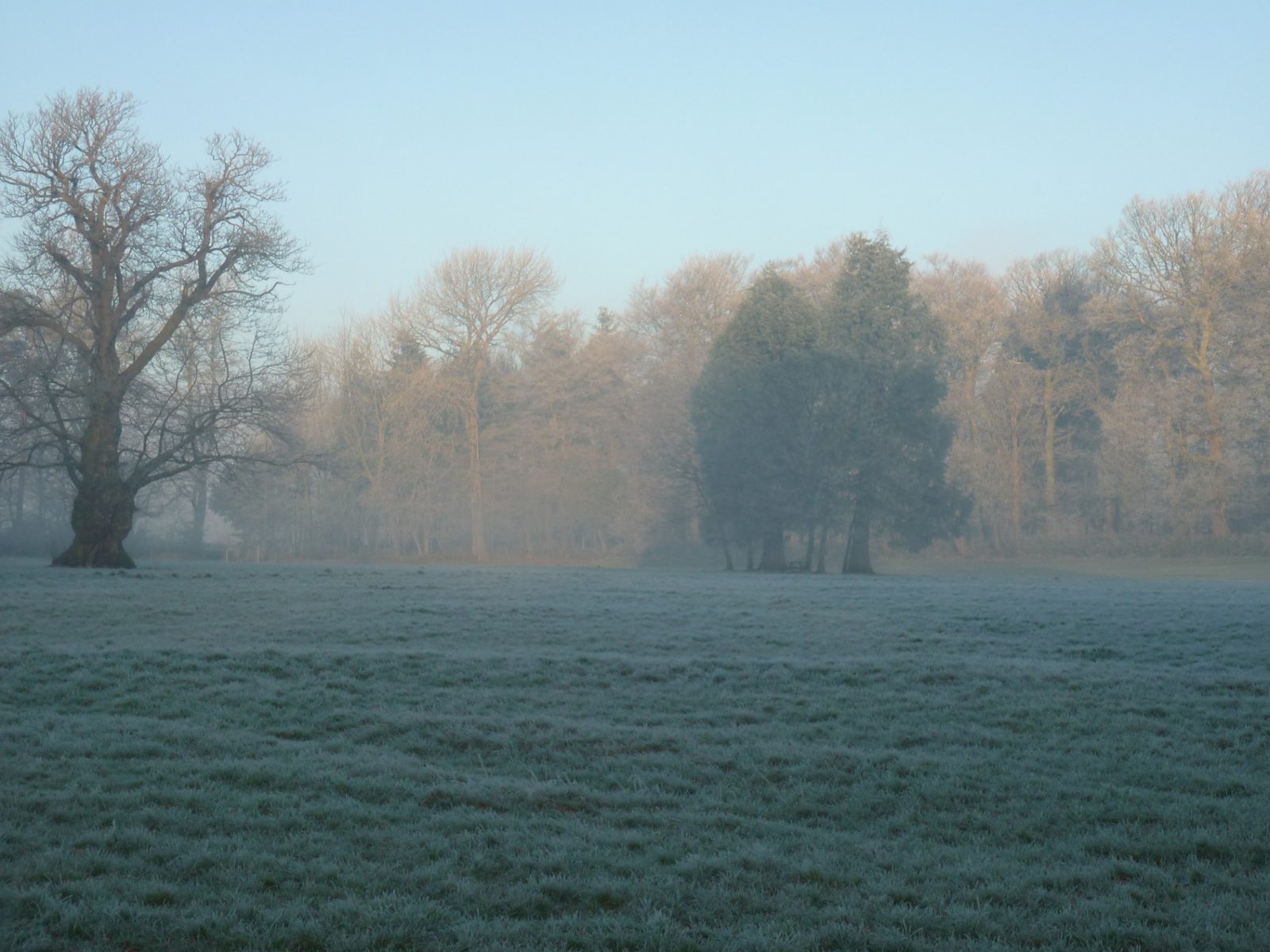 Hard frost blanketing the Ty Mawr parkland at dawn with mist rising through bare oaks and evergreen yews