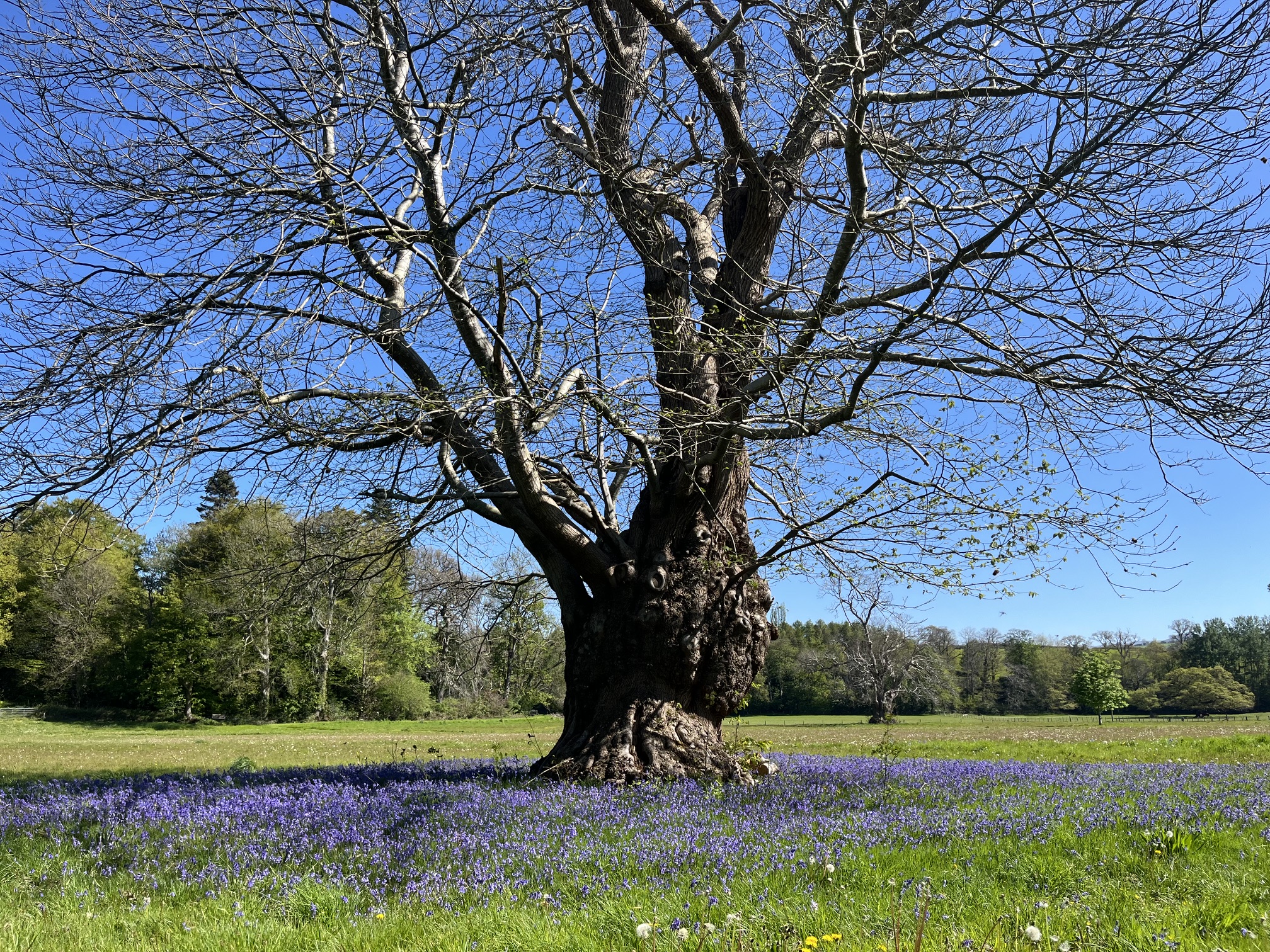 Bluebells in the park