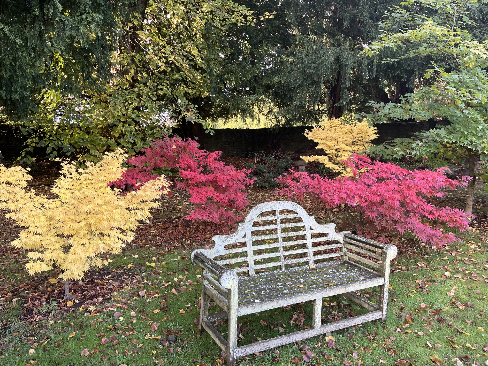 Acers in Autumn