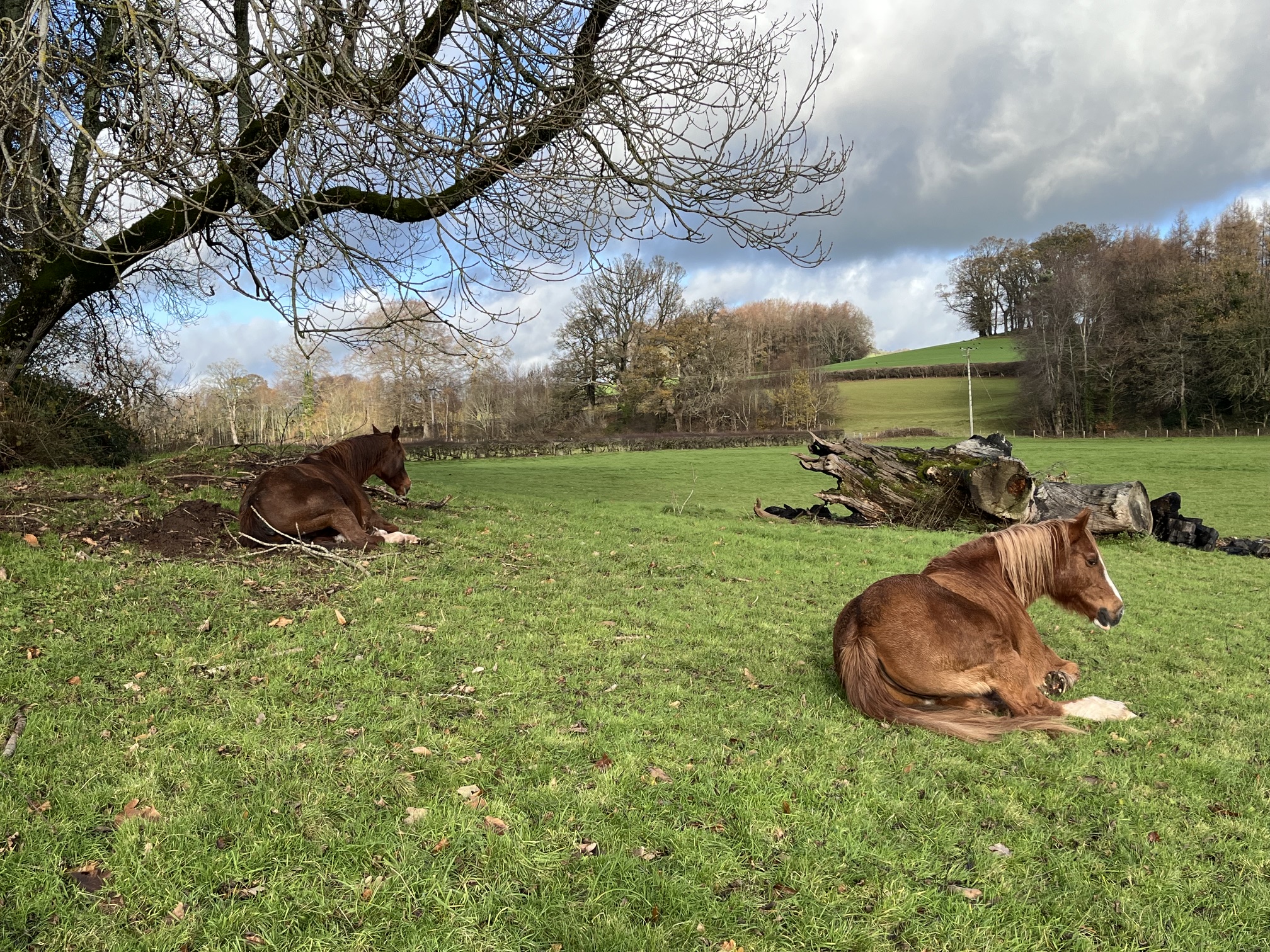 Horses next door