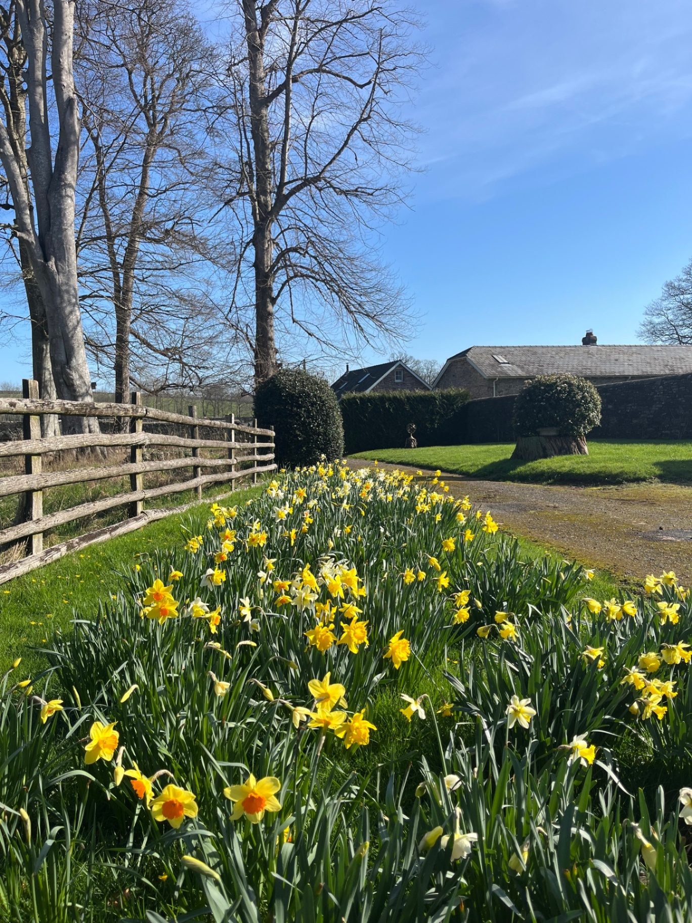 Spring Daffodills