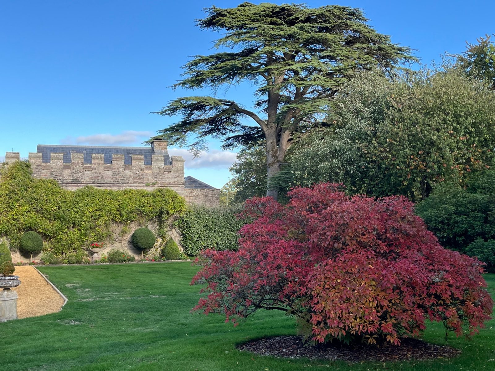 The castellated 14th-century wall at Ty Mawr framed by a Cedar of Lebanon and azalea