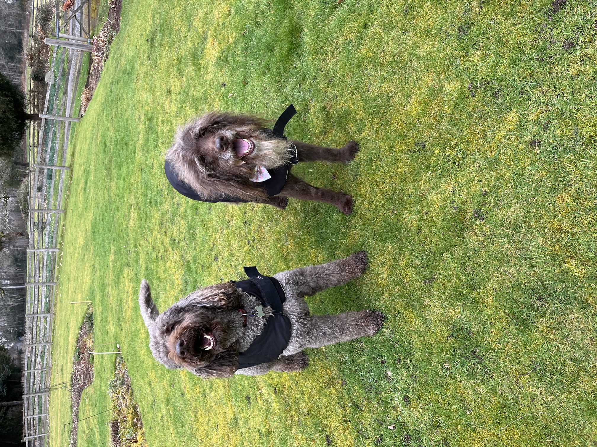 The boys