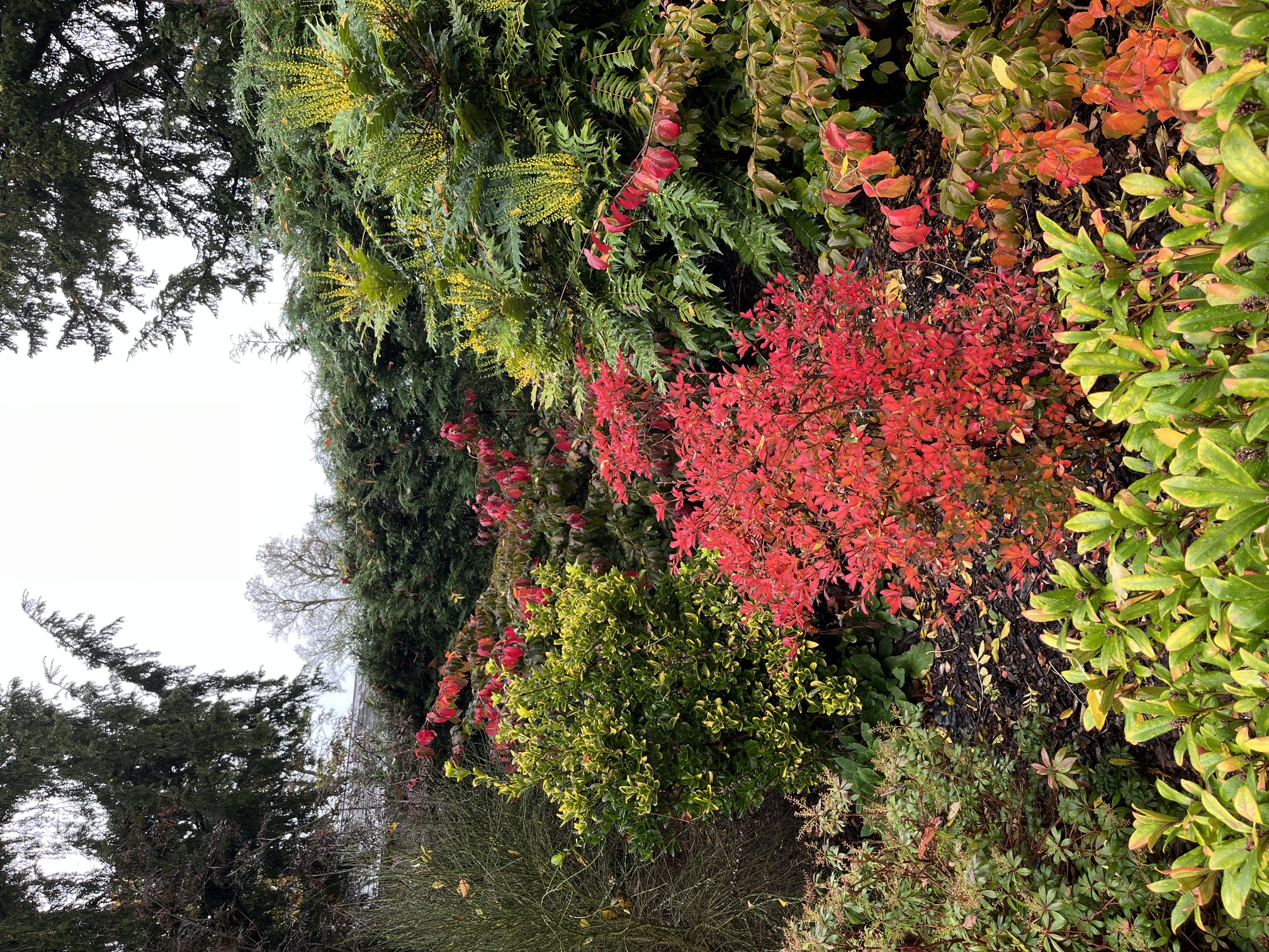 Shrub border
